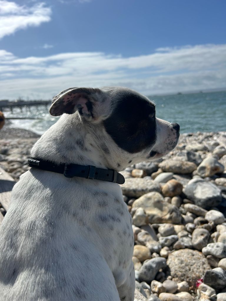 One Star Fire - Des bébés bientôt ^^