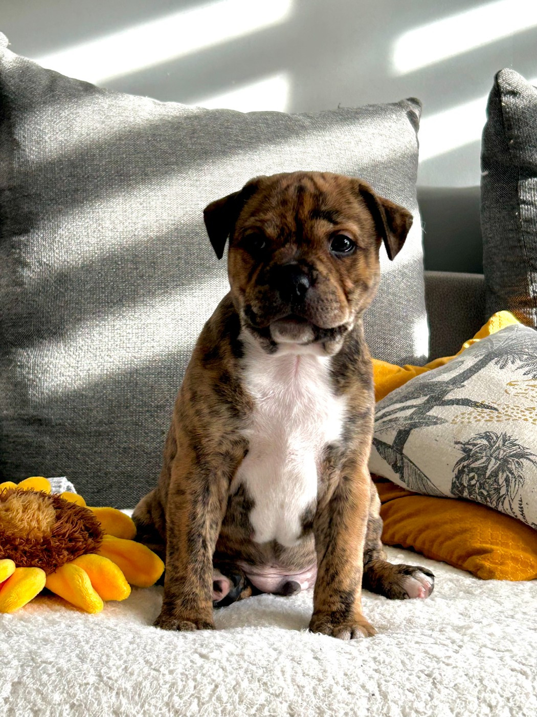 One Star Fire - Staffordshire Bull Terrier - Portée née le 30/12/2025