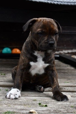 ONE STAR FIRE SUMMER NIGHT