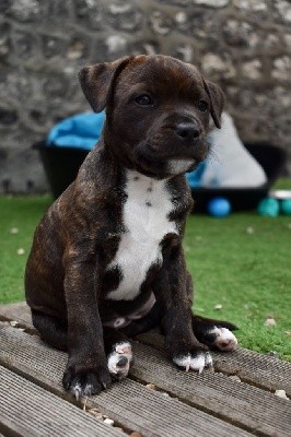 ONE STAR FIRE SHADOW'S GOLD