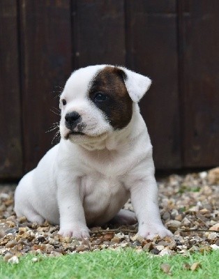 ONE STAR FIRE SAM DRIVER