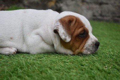 ONE STAR FIRE SUNNY BOY