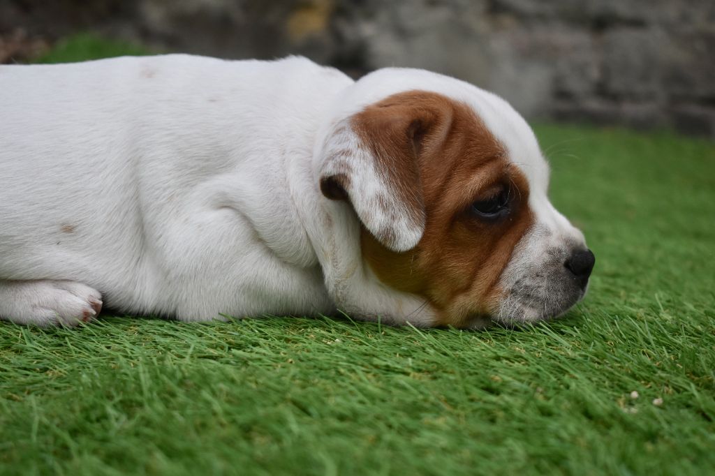 One Star Fire - Staffordshire Bull Terrier - Portée née le 05/07/2020